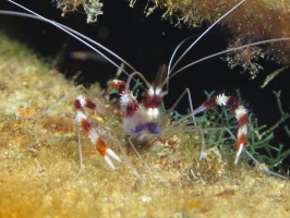 097 Banded Coral Shrimp IMG 5477
